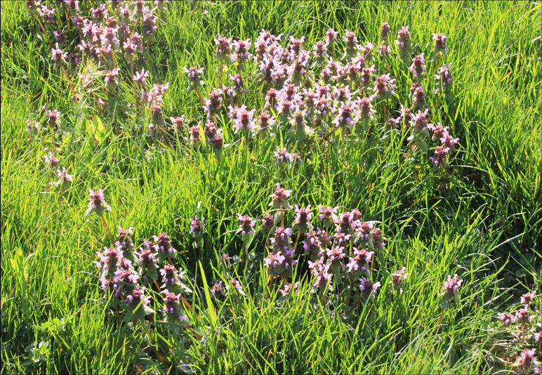 Изображение особи Lamium purpureum.