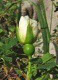 Rosa spinosissima. Распускающийся бутон. Крым, Карадагский заповедник, биостанция, в культуре. 11 мая 2013 г.