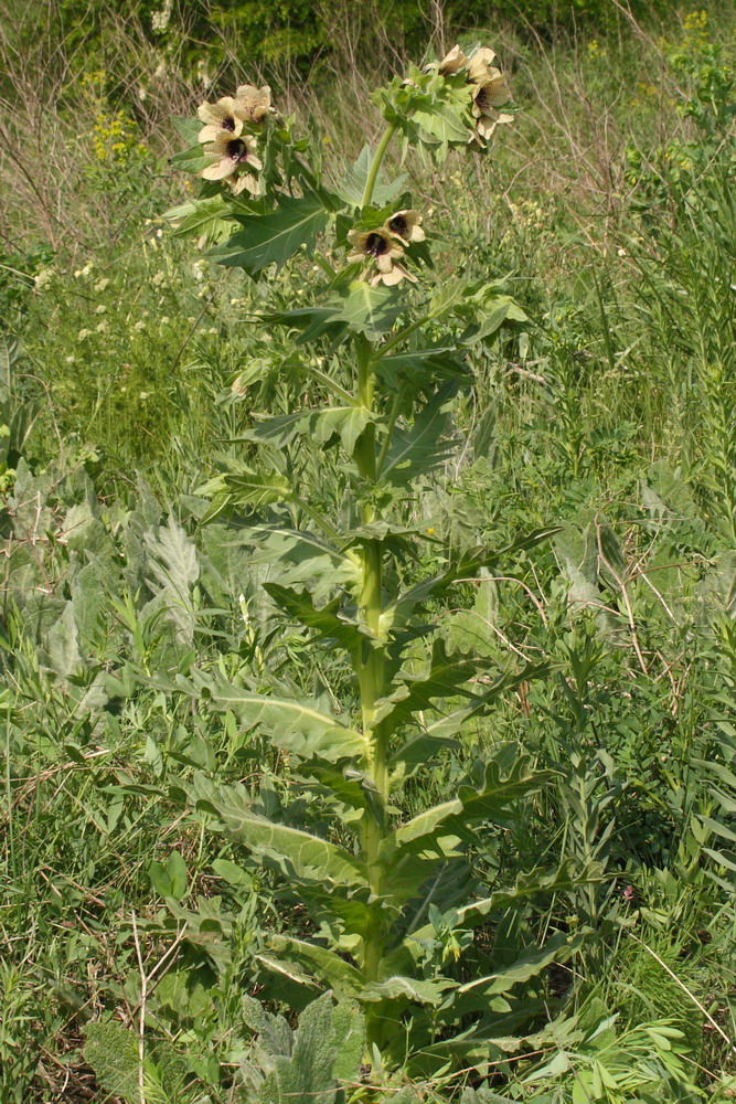 Изображение особи Hyoscyamus niger.