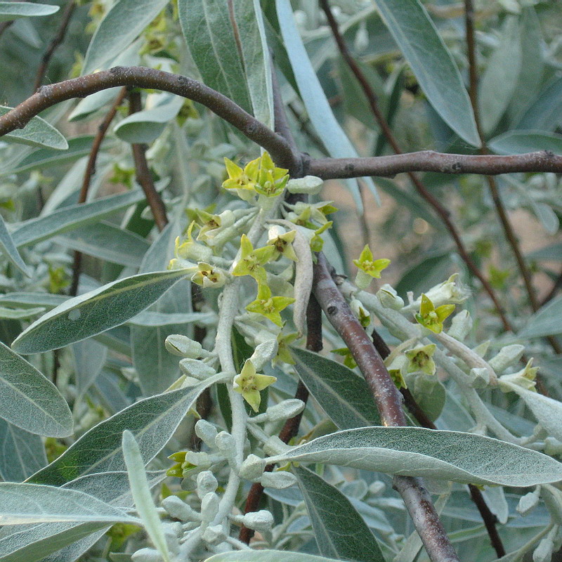 Image of Elaeagnus angustifolia specimen.