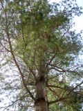 Pinus strobus