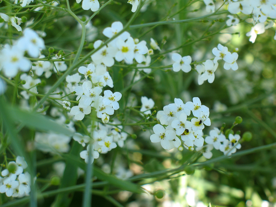 Image of Crambe kotschyana specimen.