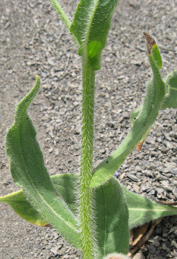 Image of Anchusa azurea specimen.