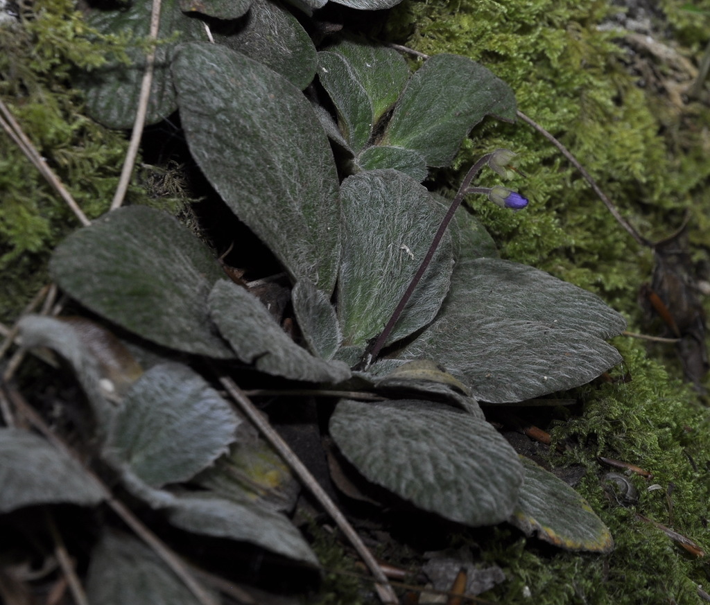 Image of Jancaea heldreichii specimen.