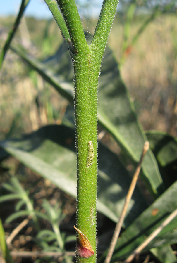 Image of genus Limonium specimen.