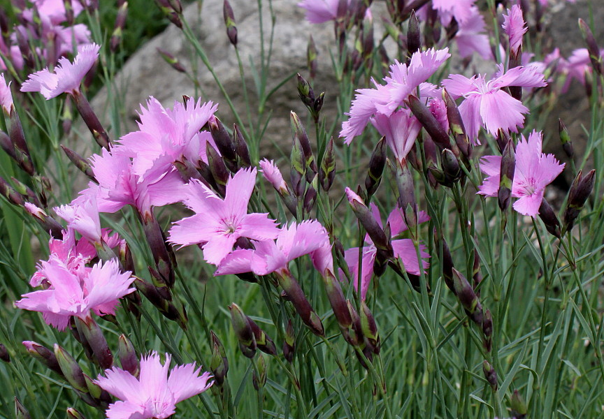 Изображение особи род Dianthus.