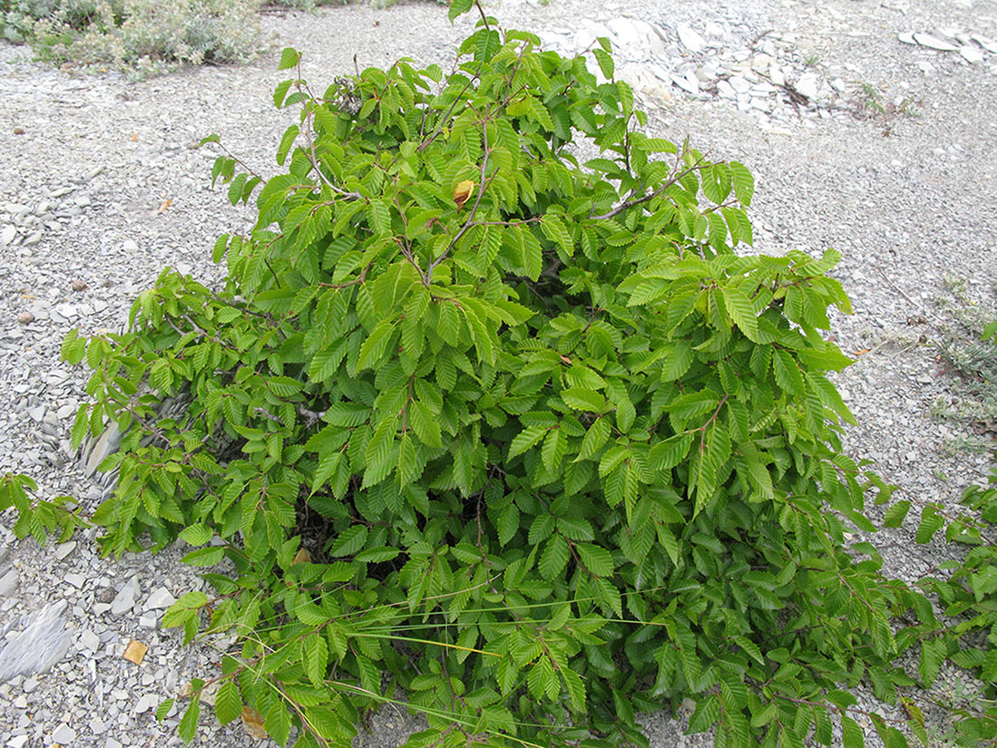 Изображение особи Carpinus orientalis.