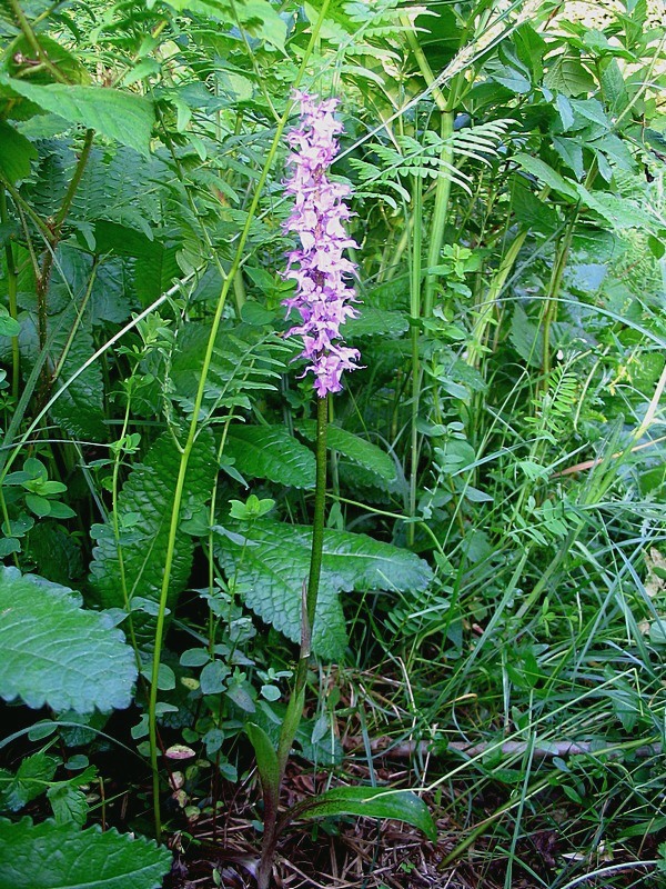 Image of Orchis mascula ssp. speciosa specimen.