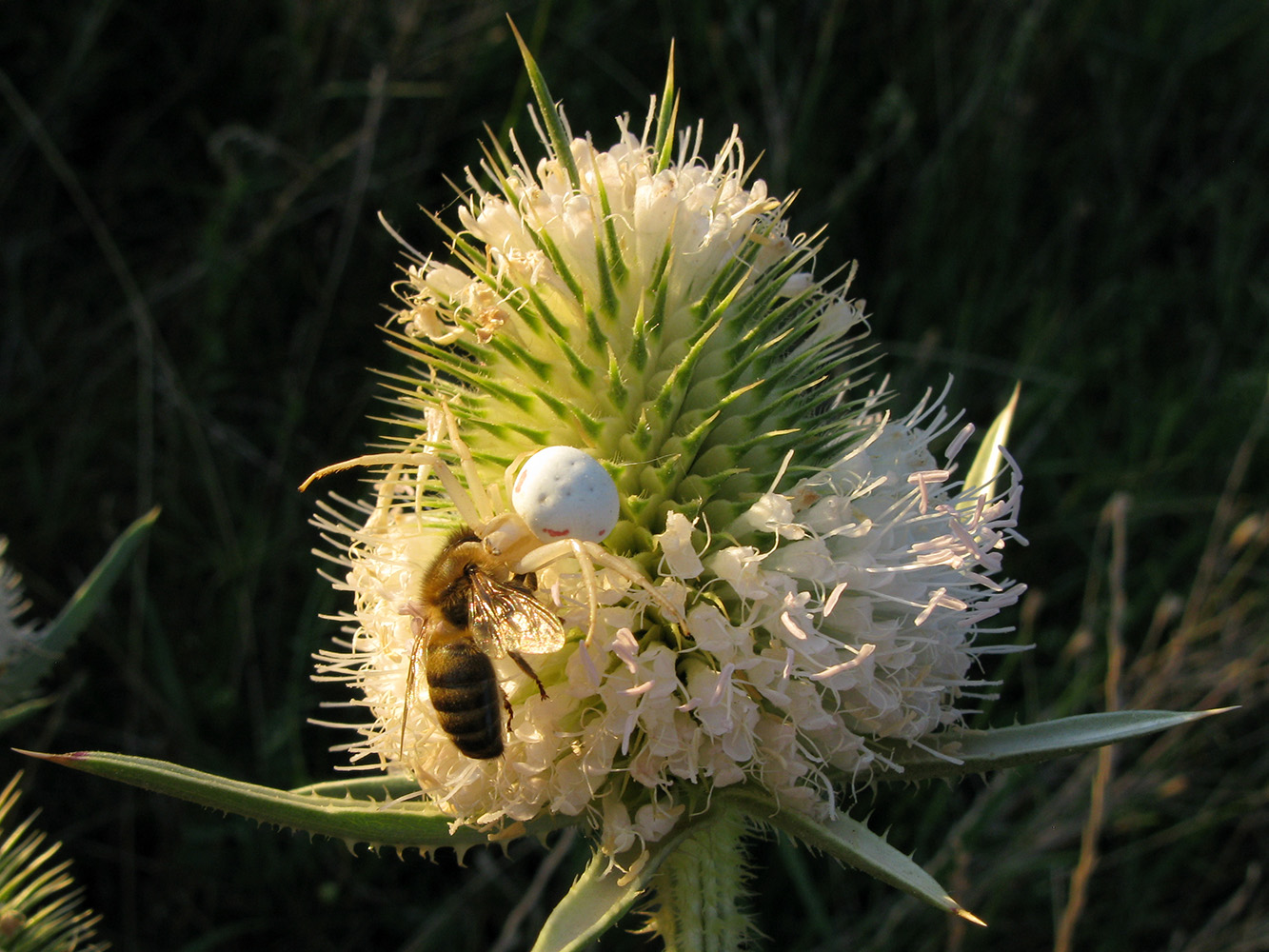 Image of Dipsacus laciniatus specimen.