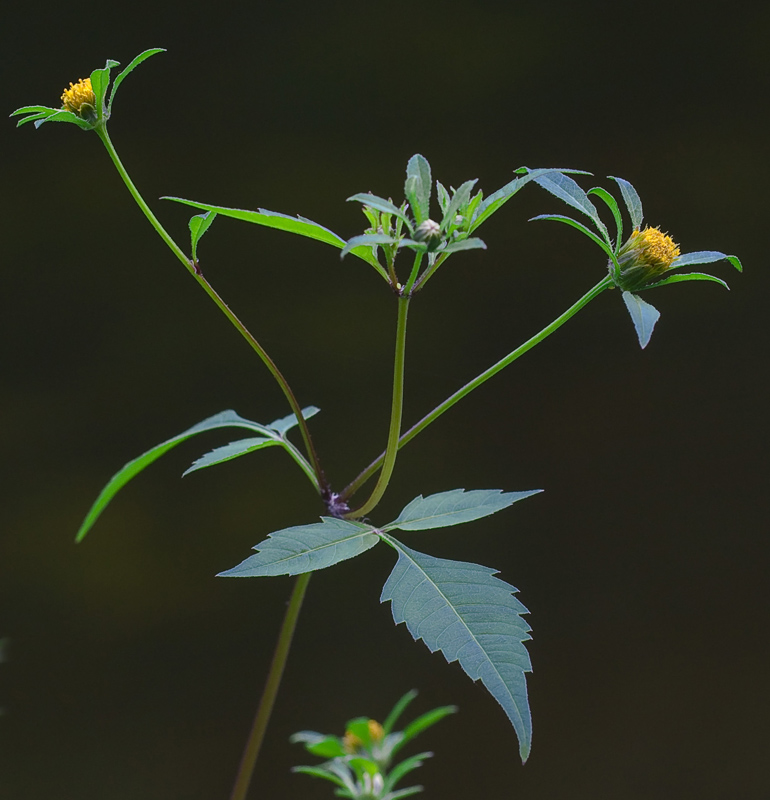 Image of Bidens frondosa specimen.