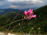 Изображение особи. Автор - Татьяна Винокурова