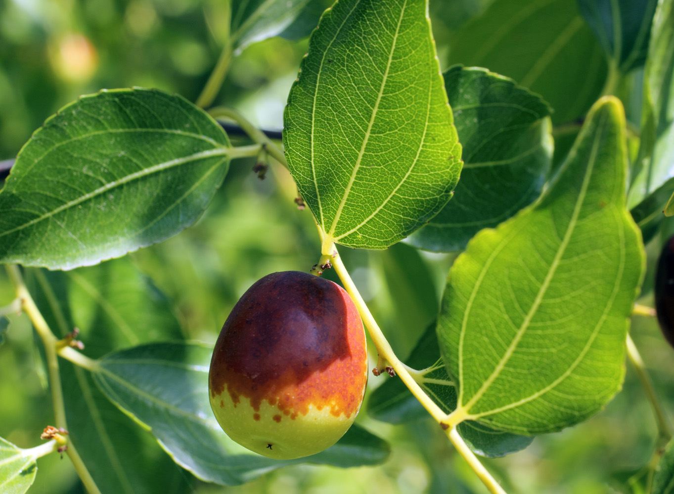 Изображение особи Ziziphus jujuba.