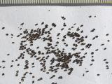 Image of taxon representative. Author is Сергей Банкетов
