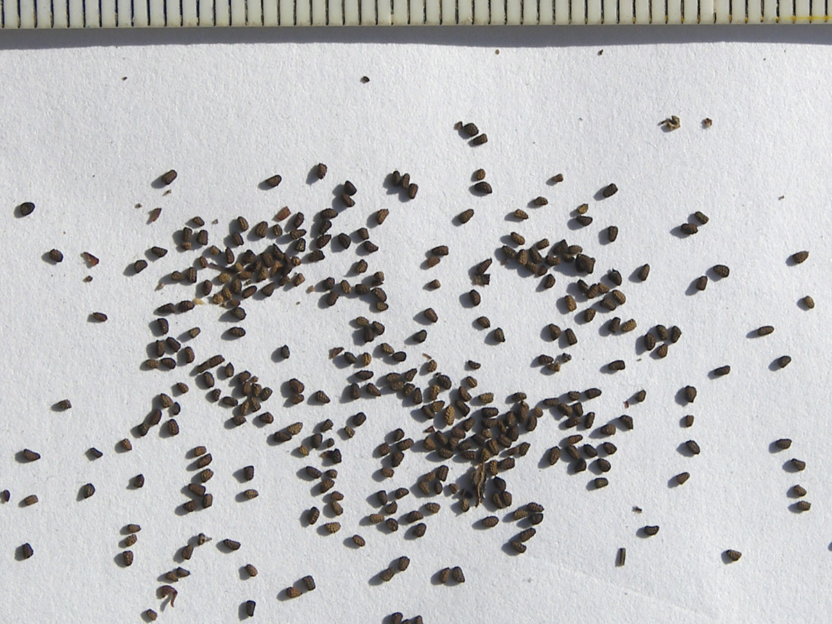 Image of Verbascum gnaphalodes specimen.
