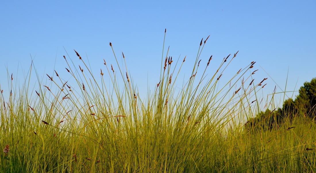 Изображение особи Carex meyeriana.