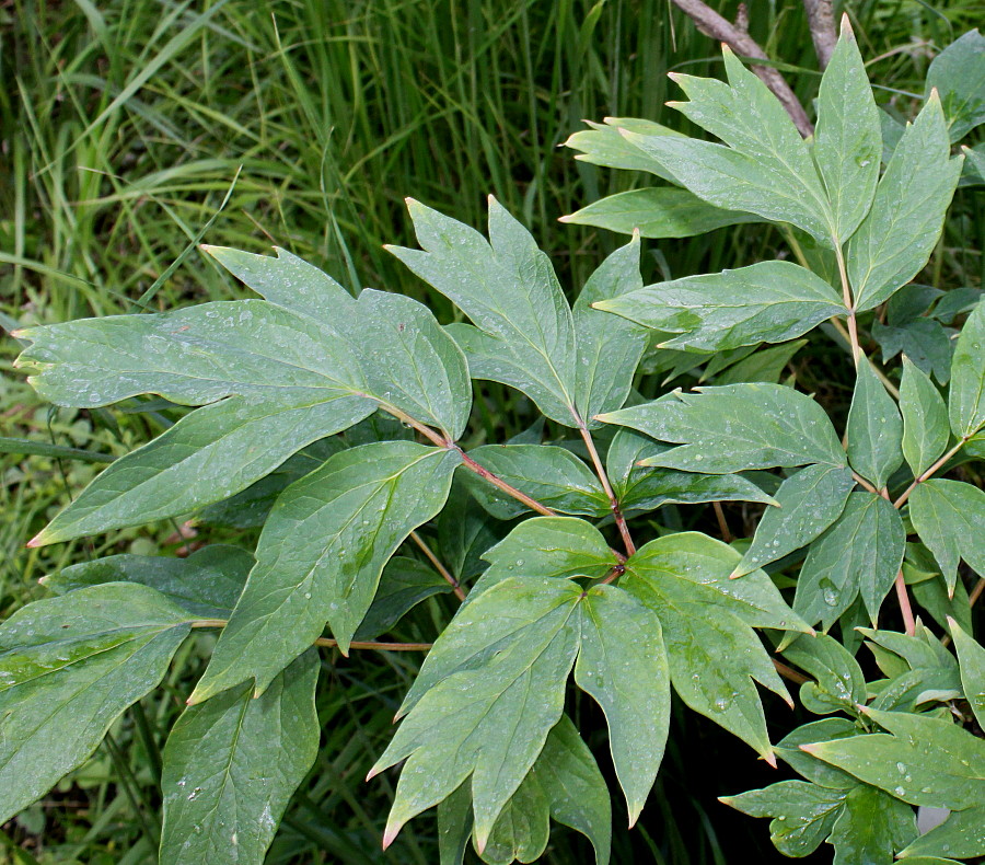 Изображение особи Paeonia suffruticosa.