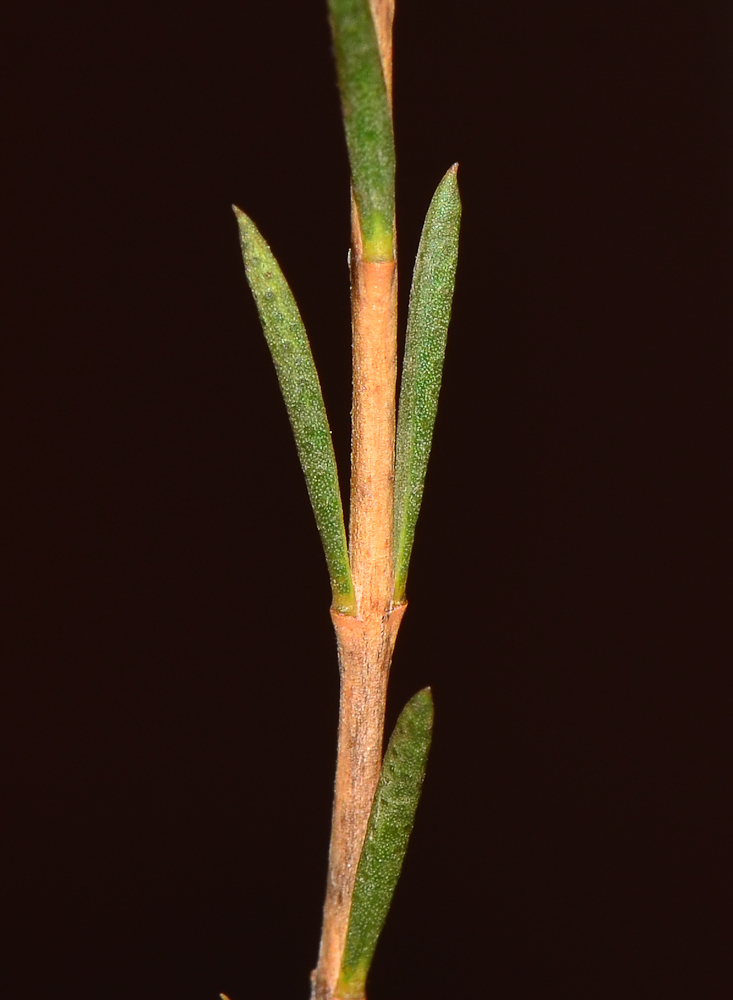 Image of Chamelaucium uncinatum specimen.