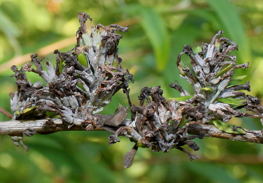 Изображение особи Buddleja alternifolia.