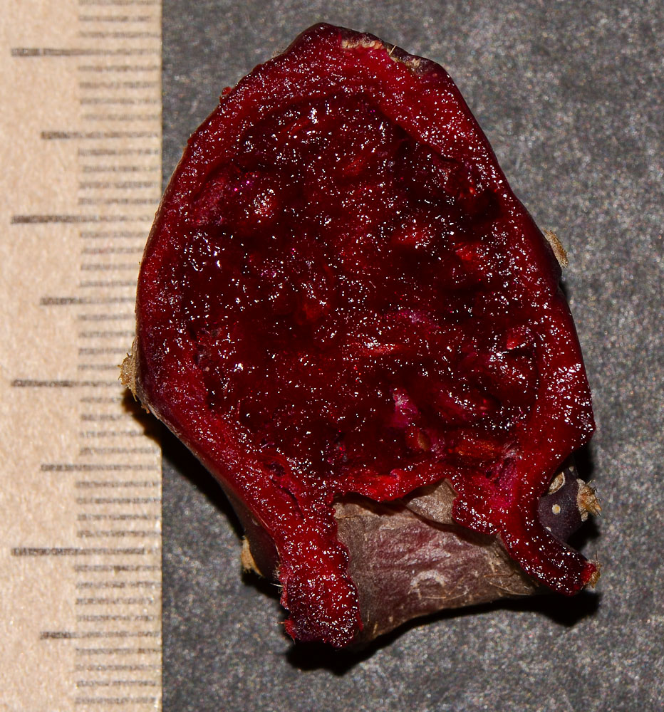 Image of Opuntia cochenillifera specimen.