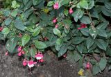 Fuchsia hybrida