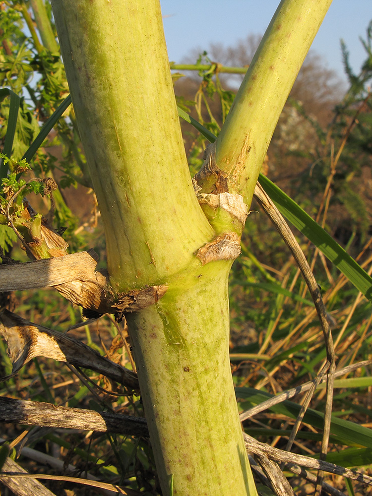 Изображение особи Conium maculatum.