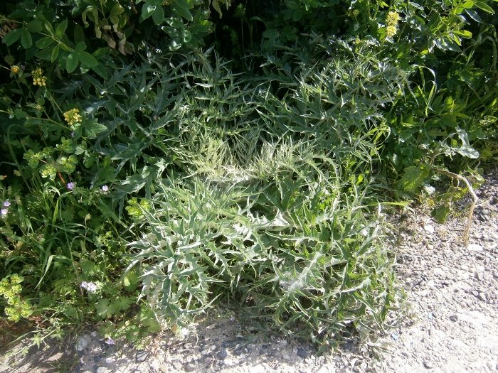 Image of Cynara cardunculus specimen.