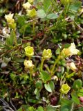 Diapensia obovata