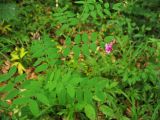 Lathyrus niger