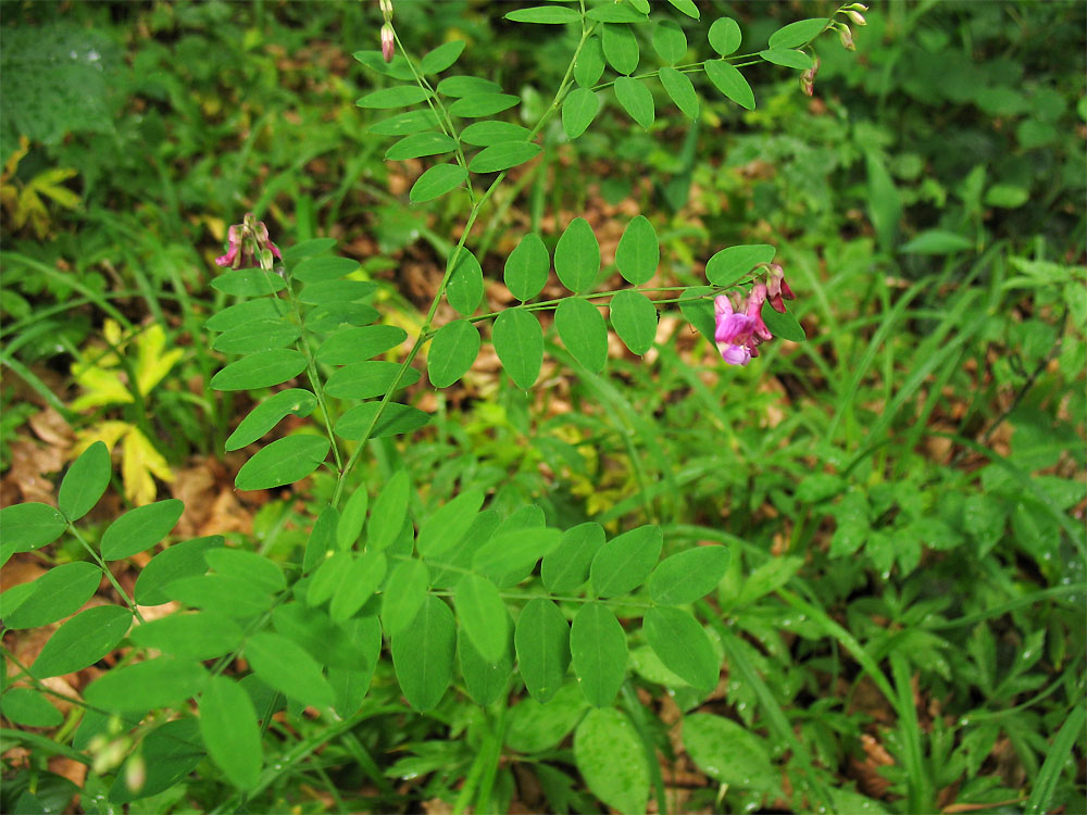 Изображение особи Lathyrus niger.