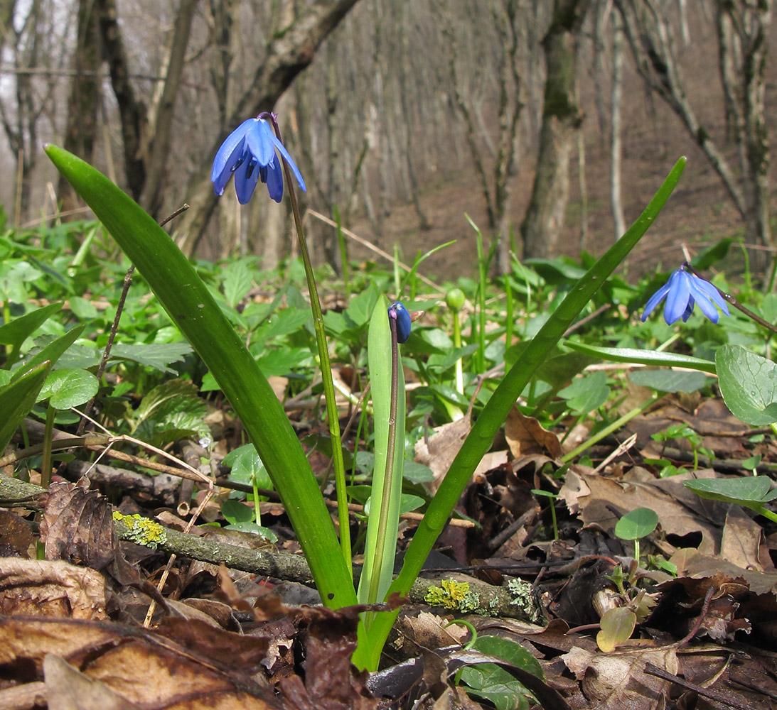 Image of Scilla siberica specimen.