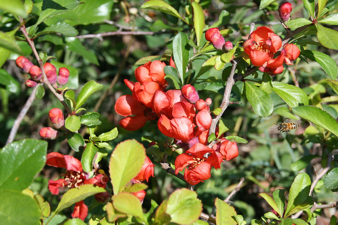 Image of Chaenomeles japonica specimen.