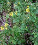 Corydalis speciosa