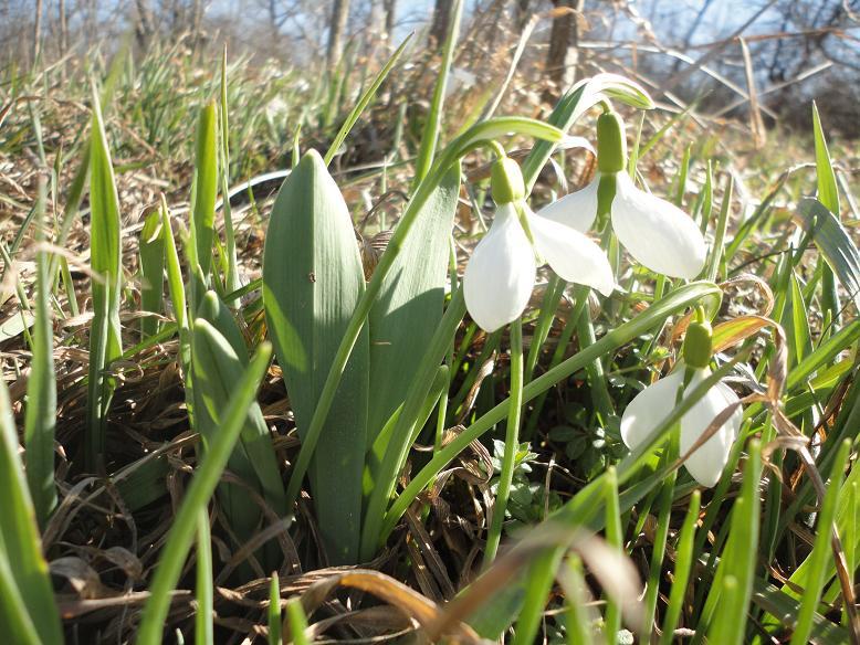 Image of Galanthus graecus specimen.
