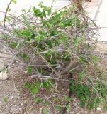 Grewia villosa. Обстриженный куст. Израиль, кибуц Эйн-Геди, ботанический сад. 18.03.2014.