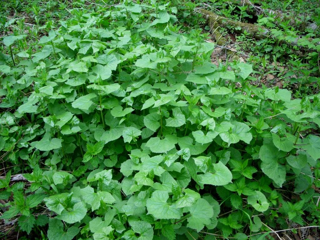 Изображение особи Parasenecio auriculatus.