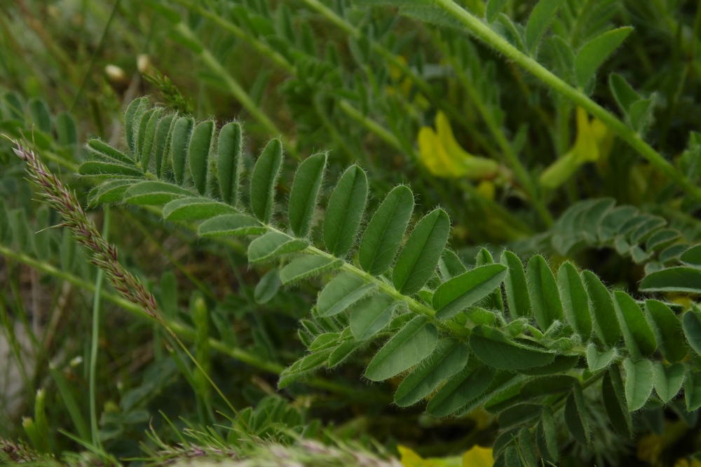 Изображение особи Astragalus henningii.