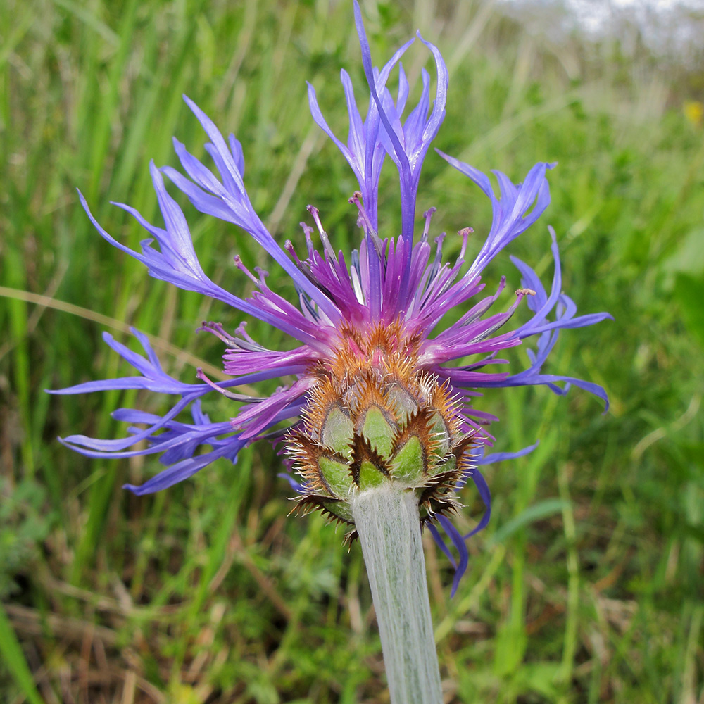 Image of Centaurea czerkessica specimen.