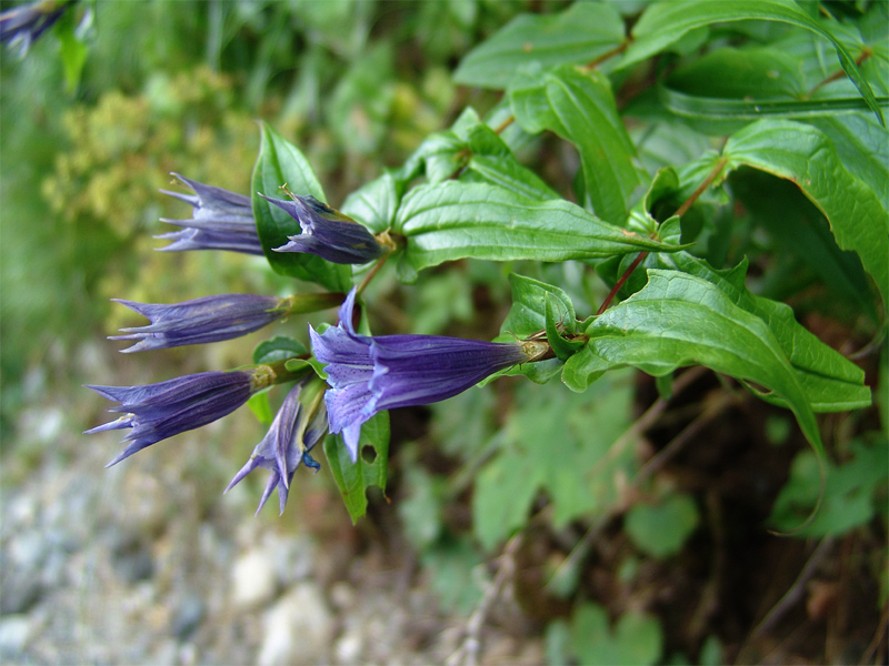 Изображение особи Gentiana schistocalyx.