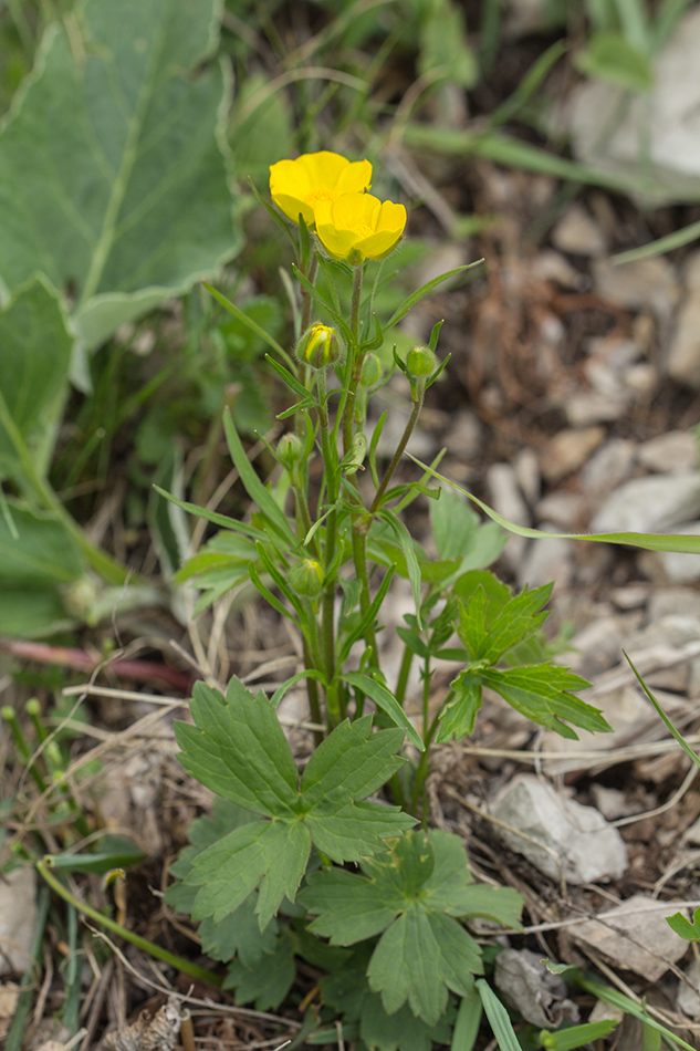 Изображение особи род Ranunculus.