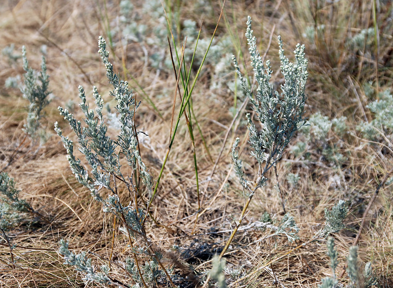 Изображение особи Artemisia austriaca.