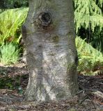 Abies concolor