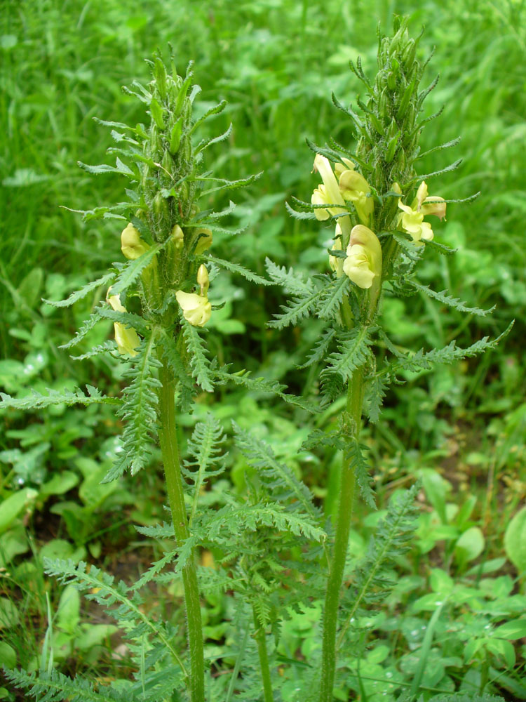 Изображение особи Pedicularis kaufmannii.