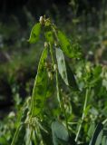 Vicia pisiformis