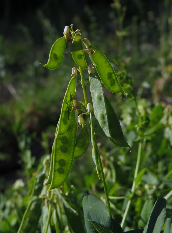 Image of Vicia pisiformis specimen.