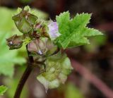 genus Malva. Соцветие с цветком, бутонами и завязью. Германия, г. Дюссельдорф, Ботанический сад университета. 02.06.2014.