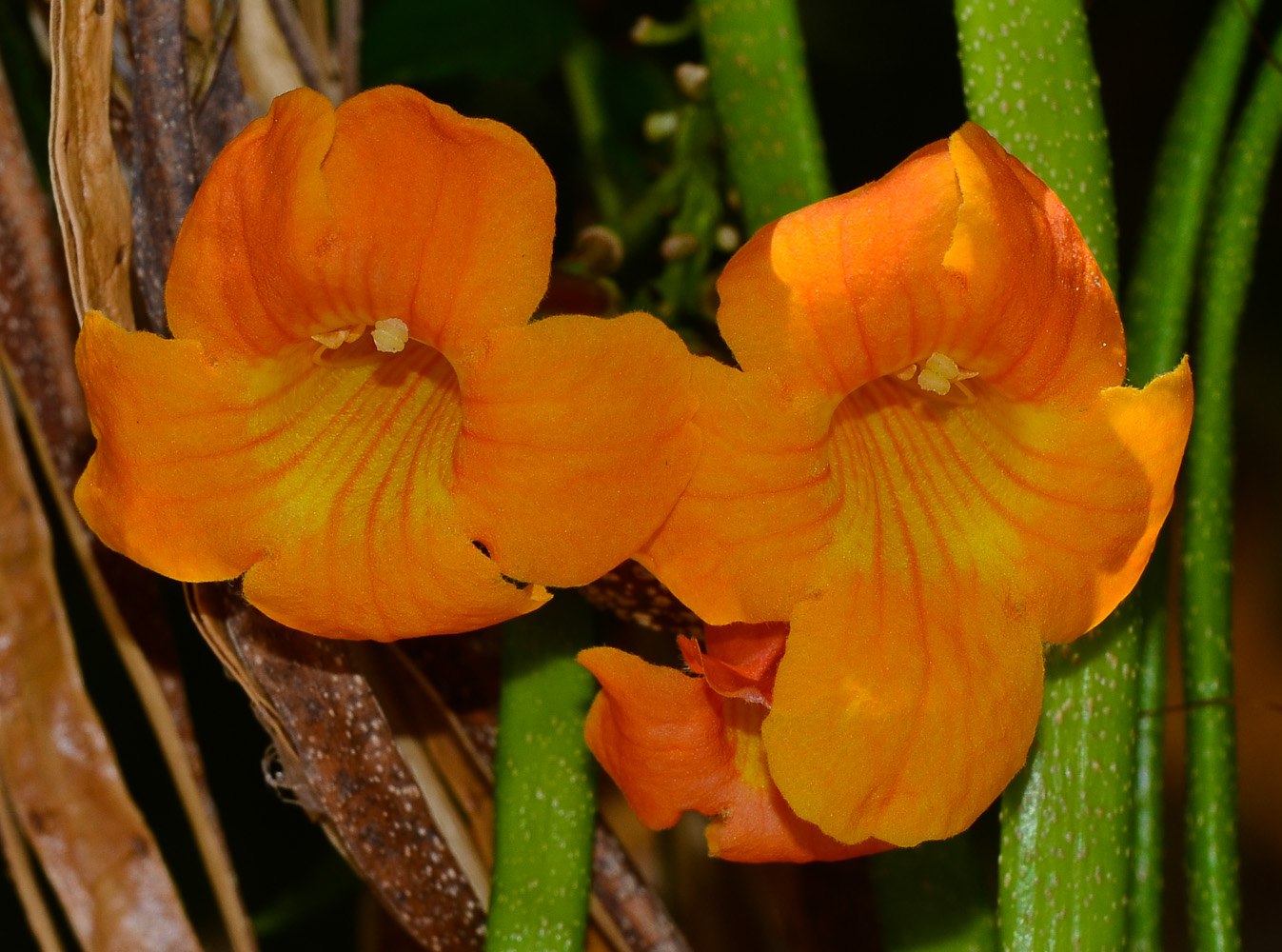 Image of Tecoma × smithii specimen.
