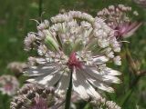 Astrantia major. Соцветие. Украина, Закарпатская обл., Раховский р-н, окр. с. Квасы, 900 м н.у.м., горный луг. Июль 2007 г.