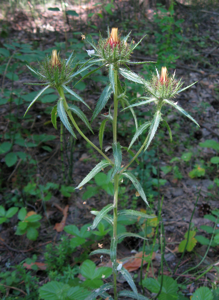 Изображение особи Carlina biebersteinii.