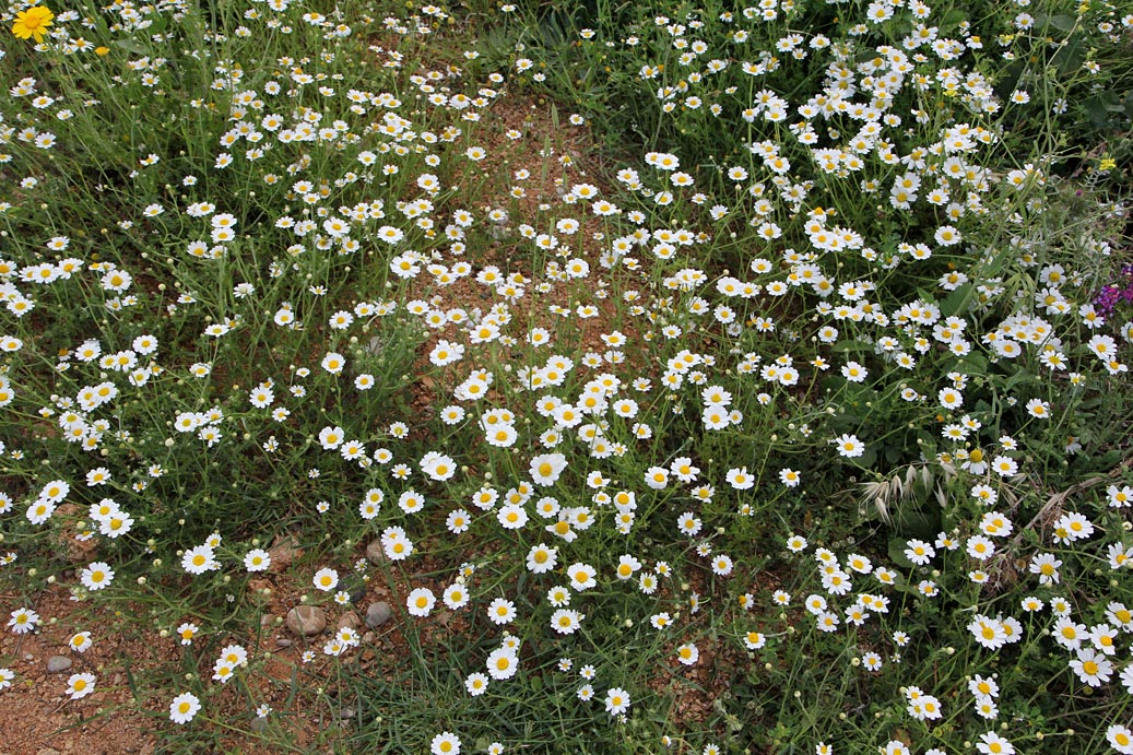 Image of genus Anthemis specimen.