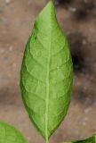 Euonymus alatus. Лист (нижняя сторона). Германия, г. Дюссельдорф, Ботанический сад университета. 03.06.2014.